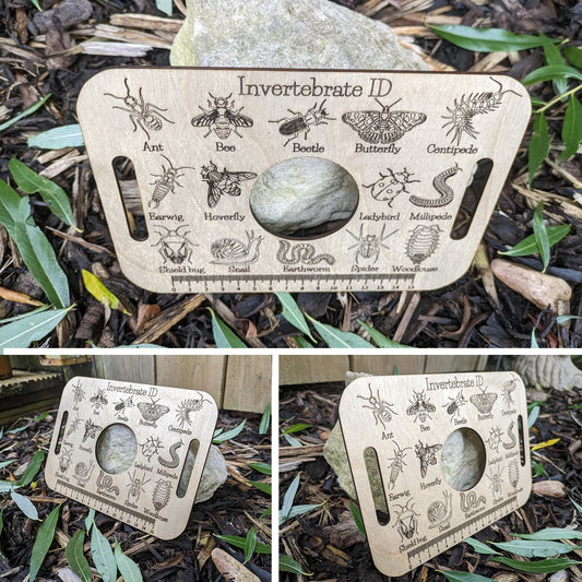 Encyclopedia Bug Identification Crafts Ruler